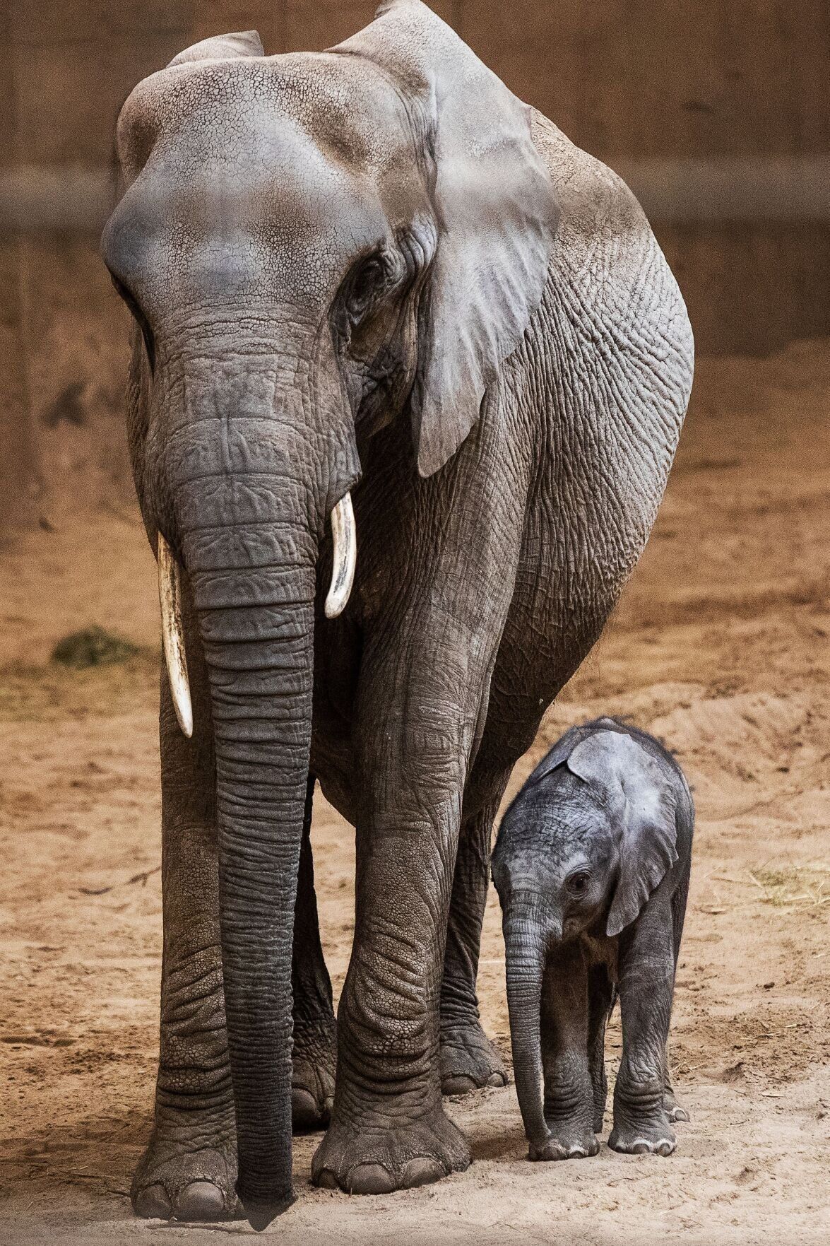 021522-owh-new-elephants-pic-cm015